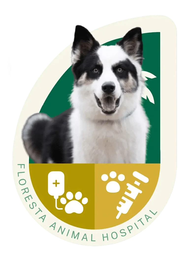 Pet treatment and immunization at Floresta animal hospital