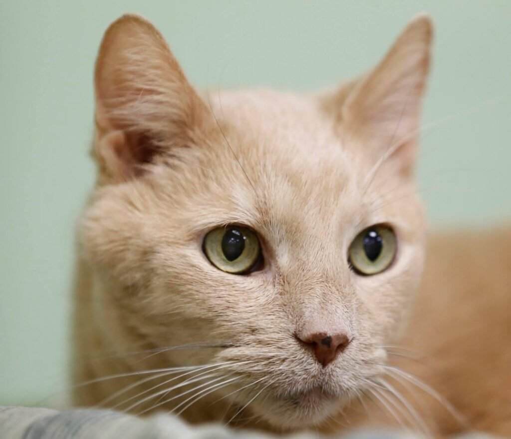 Orange cat with green eyes looking calmly ahead.