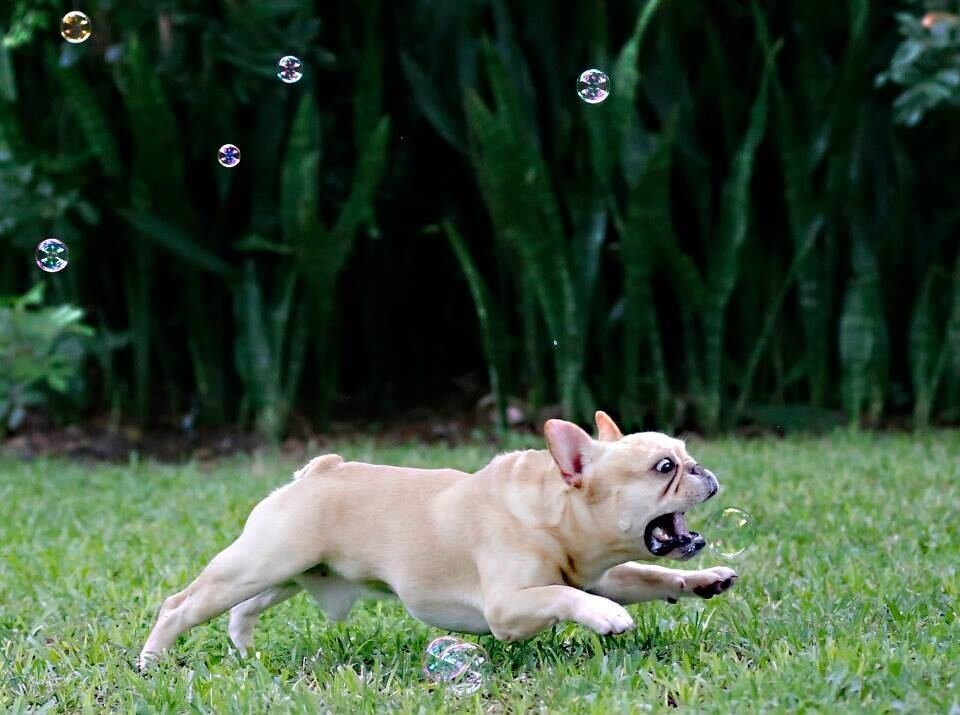 A playful French bulldog chases bubbles across the grass.