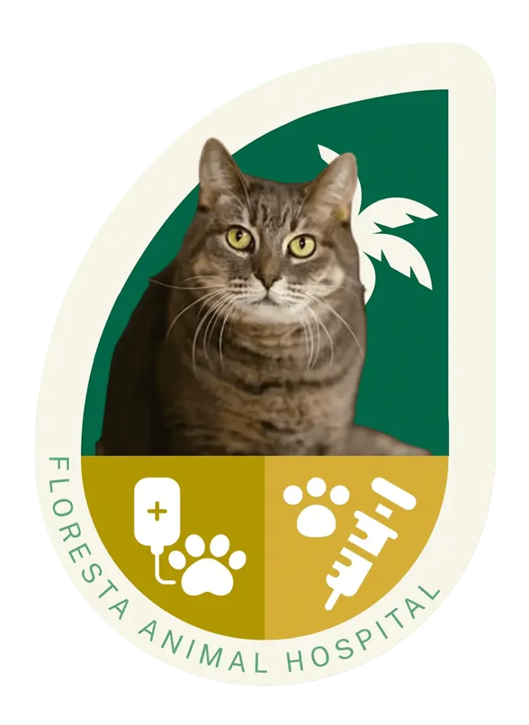 Cat treatment and immunization at Floresta animal hospital