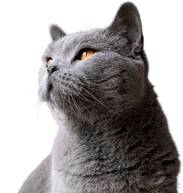 A calm gray cat looking upward with bright golden eyes.
