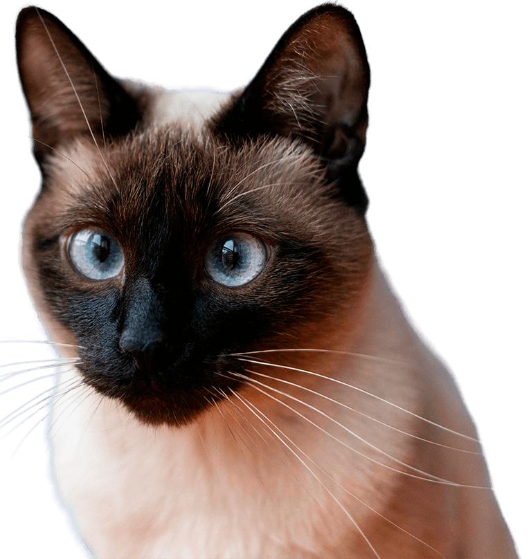 Beautiful Siamese cat with striking blue eyes and dark facial markings looking attentively forward.
