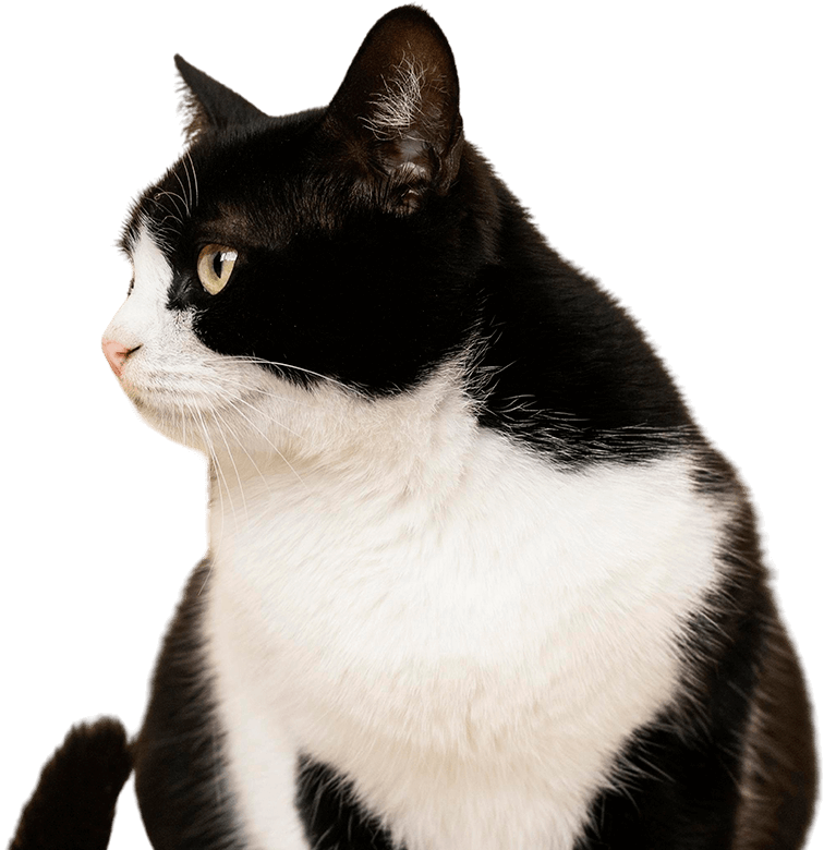 A black and white cat looking calmly to the side.