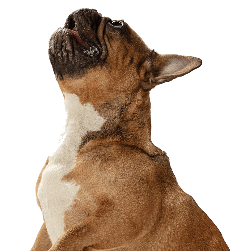 A French bulldog sitting and gazing up.