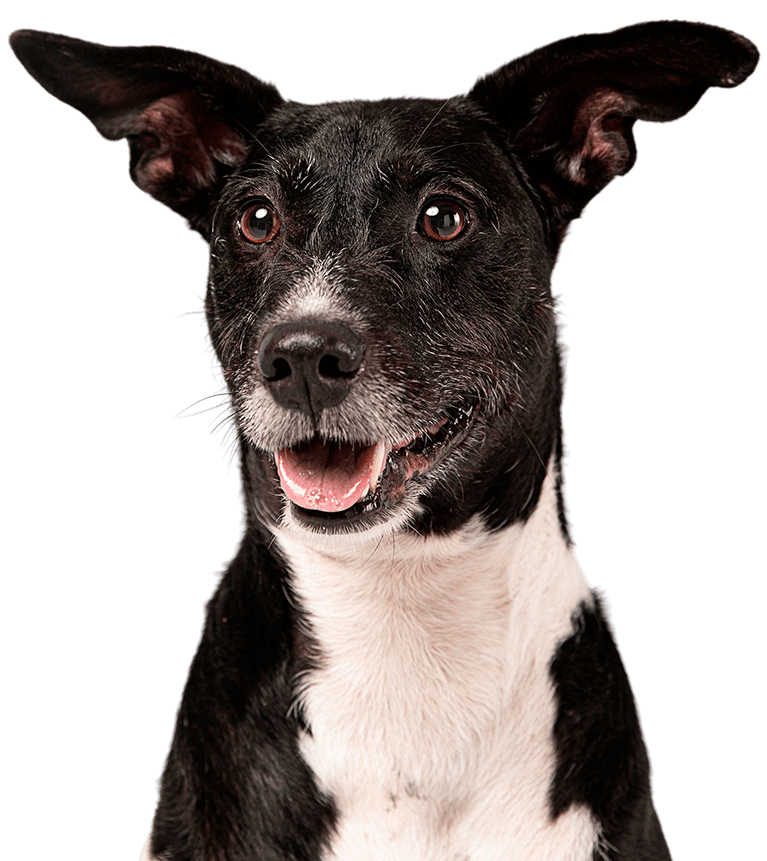 Happy black and white dog with upright ears looking forward.