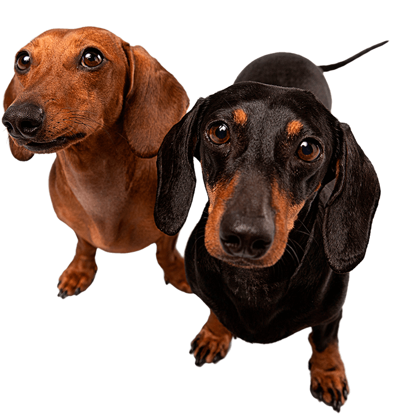 Two dachshunds looking up with curious expressions.