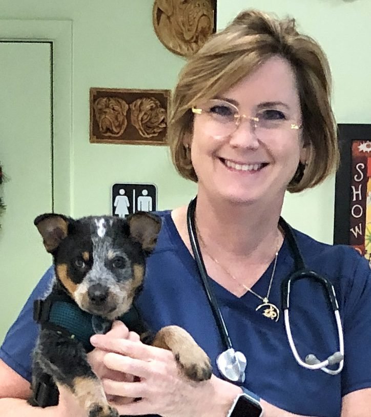 Veterinarian smiling while holding a small puppy inside a clinic.