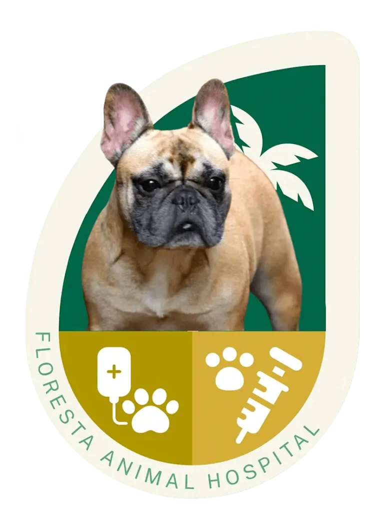 French bulldog Pet treatment and immunization at Floresta animal hospital