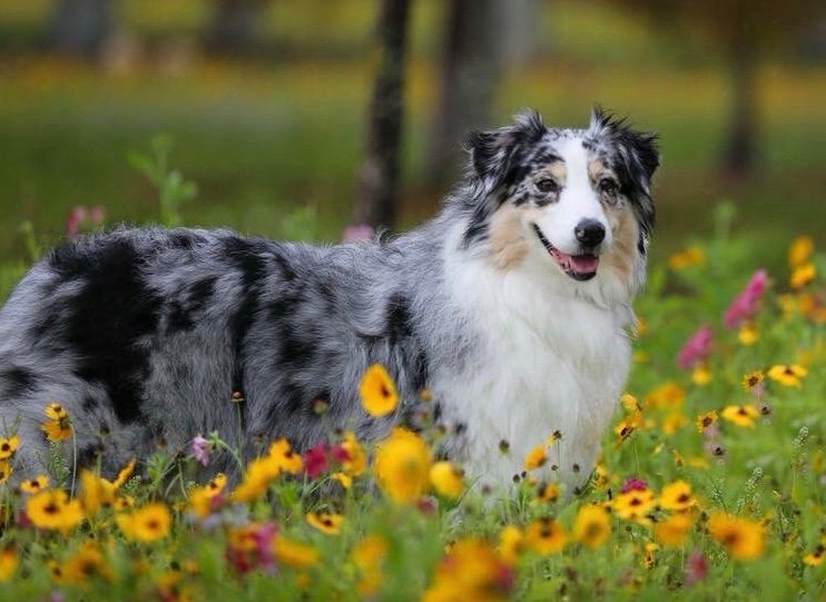 Happy Australian Shepherd standing in a vibrant field of yellow and pink flowers, enjoying a sunny day outdoors.