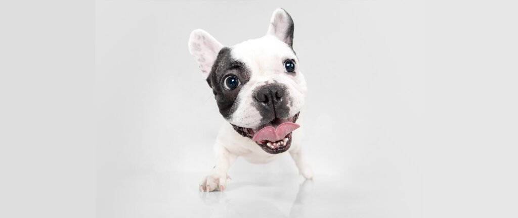 A cheerful French bulldog standing on a white background with big bright eyes..