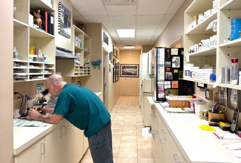 A veterinary technician working with a microscope in a well-organized clinic laboratory area lined with cabinets, supplies, and medical equipment.