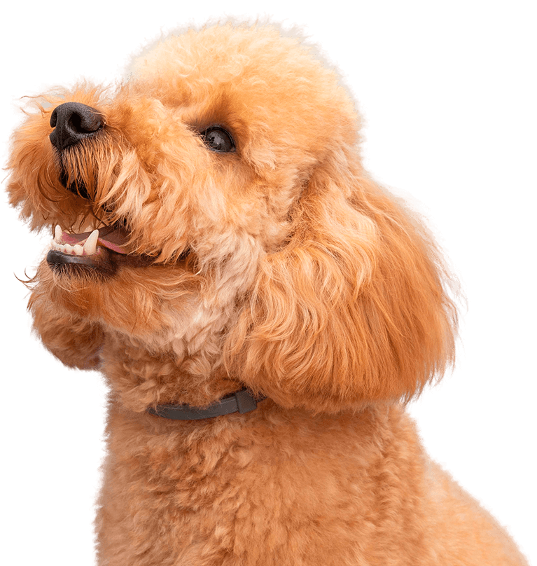 Fluffy apricot poodle looking up with a happy expression and a slight smile.