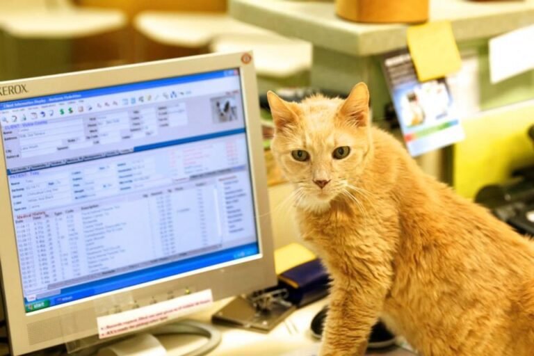 Orange tabby cat sitting at a veterinary office desk beside a computer monitor displaying medical records.