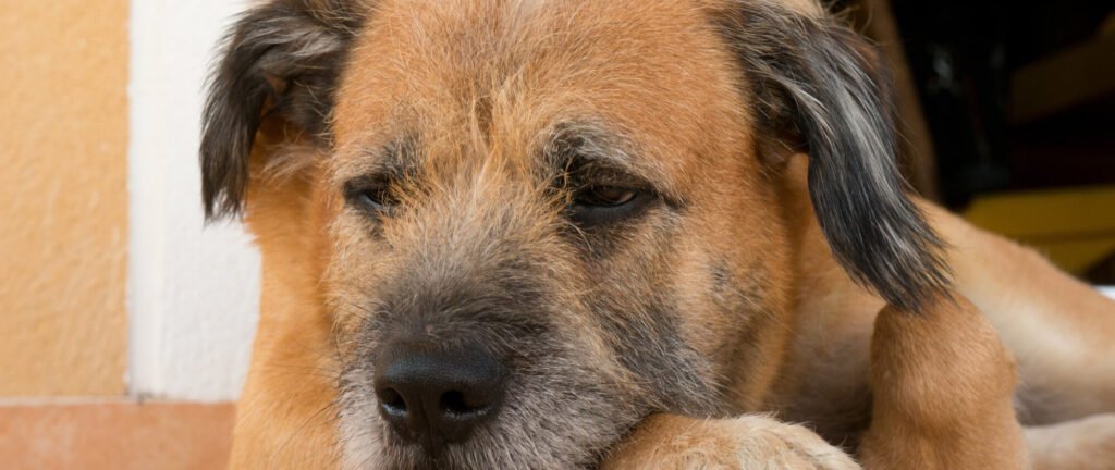 A old dog resting its head on its paws
