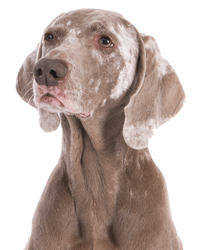 A senior dog looking upward with a calm expression.