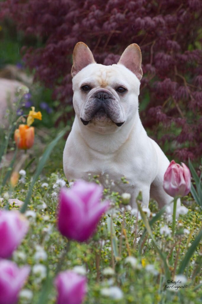 French Bulldog sitting in a garden surrounded by colorful flowers.