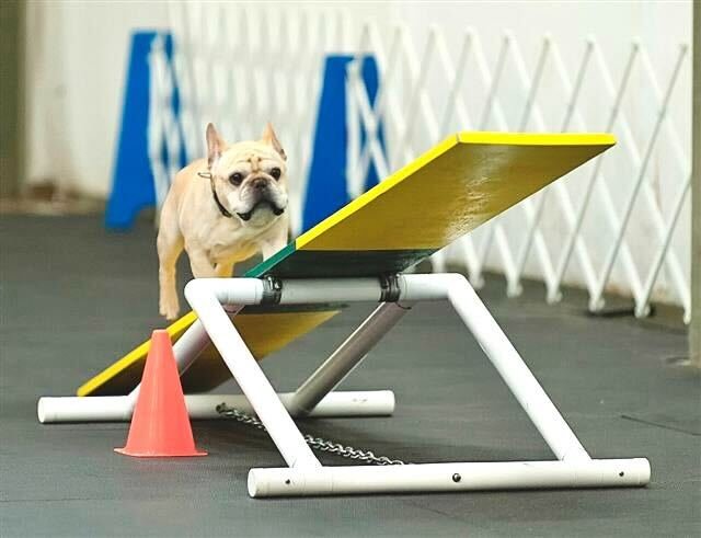 A French bulldog practices on an agility seesaw during training.