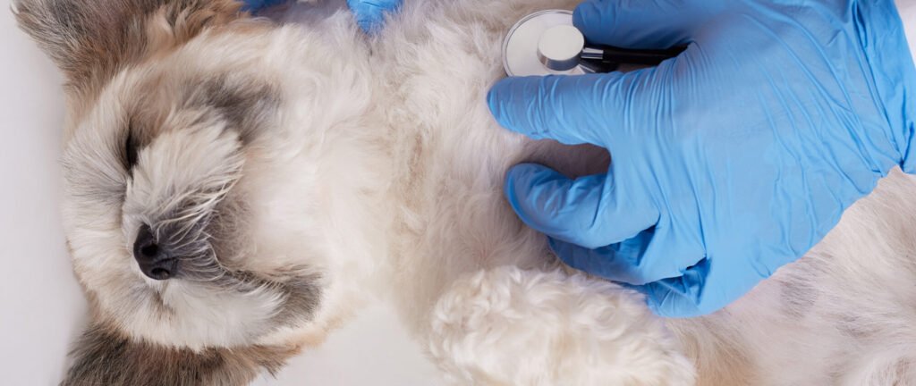 A vet in blue gloves listens to a dog’s heartbeat with a stethoscope.