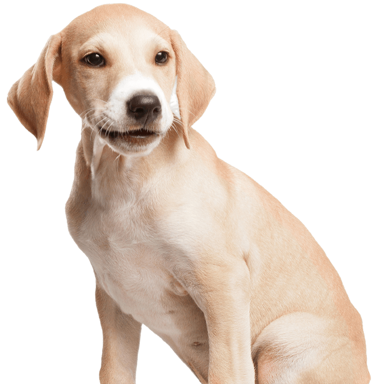 A light-colored puppy sitting calmly and looking forward with a gentle expression.