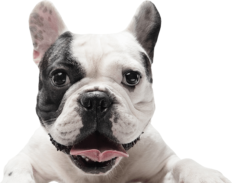 Playful French Bulldog with a black-and-white face looking with its tongue out.