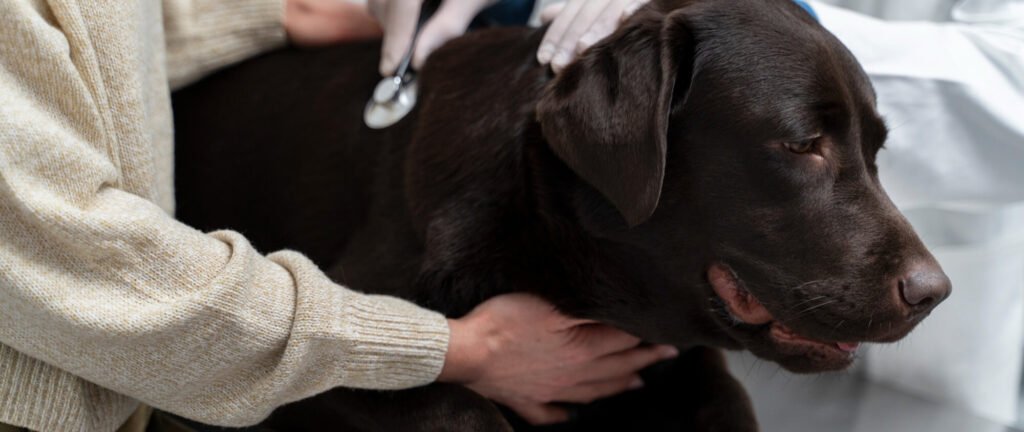 A veterinarian listens to a Labrador heartbeat during a checkup.